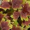 Thumbnail #2 of Pelargonium x hortorum by DaylilySLP
