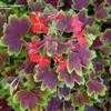 Thumbnail #4 of Pelargonium x hortorum by daryl