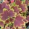 Thumbnail #5 of Pelargonium x hortorum by DaylilySLP