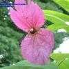 Thumbnail #1 of Dalechampia dioscoreifolia by Calalily