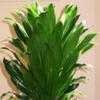 Thumbnail #1 of Dracaena fragrans by patp