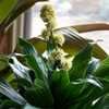 Thumbnail #5 of Dracaena fragrans by HollyAnnS