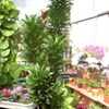 Thumbnail #4 of Dracaena fragrans by palmbob