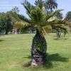 Thumbnail #4 of Jubaea chilensis by palmbob
