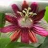 Thumbnail #1 of Passiflora  by jrozier