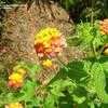 Thumbnail #2 of Lantana camara by beclu727