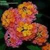 Thumbnail #4 of Lantana camara by TomH3787