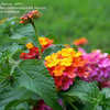 Thumbnail #5 of Lantana camara by PA_Person