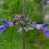 Thumbnail #2 of Salvia farinacea by htop
