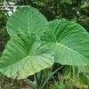 Thumbnail #1 of Colocasia gigantea by TomH3787