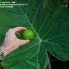 Thumbnail #3 of Colocasia gigantea by TomH3787