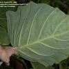 Thumbnail #4 of Colocasia gigantea by TomH3787