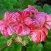 Thumbnail #2 of Pelargonium x hortorum by Floridian