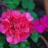 Thumbnail #4 of Pelargonium x hortorum by rntx22