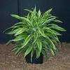 Thumbnail #1 of Dracaena fragrans by Lilith