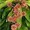 Thumbnail #2 of Dracaena fragrans by CostaRica