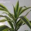 Thumbnail #5 of Dracaena fragrans by kniphofia