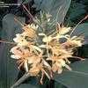 Thumbnail #5 of Hedychium gardnerianum by Elphaba