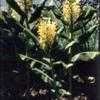 Thumbnail #4 of Hedychium gardnerianum by kennedyh