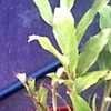 Thumbnail #2 of Hedychium gardnerianum by Baa