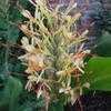 Thumbnail #3 of Hedychium gardnerianum by philomel