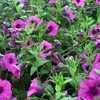 Thumbnail #2 of Petunia integrifolia by poppysue