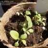 Thumbnail #5 of Petunia integrifolia by SW_gardener