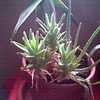 Thumbnail #2 of Aloe brevifolia by Baa