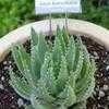 Thumbnail #1 of Aloe brevifolia by Happenstance