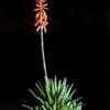 Thumbnail #3 of Aloe brevifolia by Lophophora