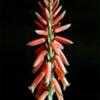 Thumbnail #4 of Aloe brevifolia by Lophophora