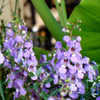 Thumbnail #4 of Angelonia gardnerii by KatG