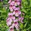 Thumbnail #1 of Angelonia gardnerii by Floridian