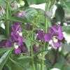 Thumbnail #2 of Angelonia gardnerii by OlgaN