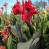 Thumbnail #1 of Canna x generalis by Abutilon