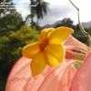 Thumbnail #4 of Mussaenda erythrophylla by sa_haiad