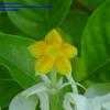 Thumbnail #3 of Mussaenda erythrophylla by Monocromatico