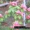 Thumbnail #1 of Mussaenda erythrophylla by Dinu