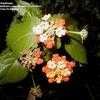 Thumbnail #2 of Lantana horrida by Kaufmann