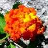 Thumbnail #4 of Lantana horrida by Jeff_Beck