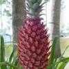 Thumbnail #1 of Ananas bracteatus by TamiMcNally