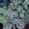 Thumbnail #1 of Fittonia albivenis by vroomp