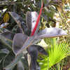 Thumbnail #4 of Ficus elastica by IslandJim