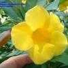 Thumbnail #1 of Allamanda schottii by Calalily