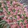 Thumbnail #3 of Echium wildpretii by palmbob