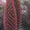 Thumbnail #1 of Echium wildpretii by duliticola