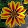 Thumbnail #1 of Gazania rigens by PotEmUp