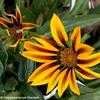 Thumbnail #3 of Gazania rigens by Happenstance