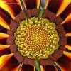 Thumbnail #5 of Gazania rigens by Scorpioangel