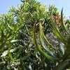 Thumbnail #4 of Macadamia integrifolia by palmbob